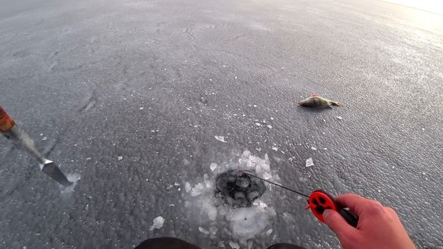 ОКУНИ МАМОНТЫ ЛУПЯТ НА МИКРО БАЛАНСИР! ЛОВЛЯ КРУПНОГО