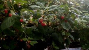 Малина Гусария и Шани 8 октября 24г