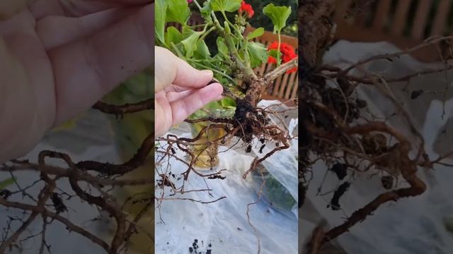 Мой Сад! Заметки Садовода!🌺#сад #дача #огород #интерес? смотреть онлайн