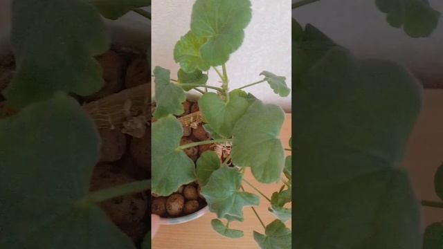 СДЕЛАЙТЕ ЭТО СЕЙЧАС, ЧТОБЫ ПОЛУЧИТЬ ПЫШНЫЕ СОЦВЕТИЯ И смотреть онлайн