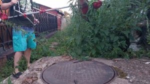 Косим крапиву 1.5 метра тримером 1 л.с