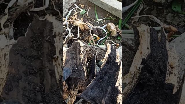 амиачная силитра удаляет ли пеньки