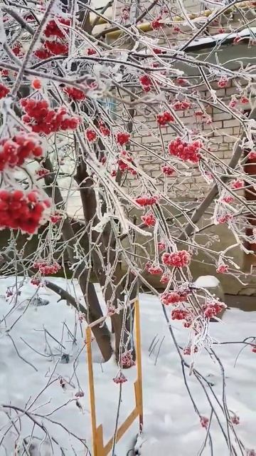 Рябина красная - привет зима! смотреть онлайн