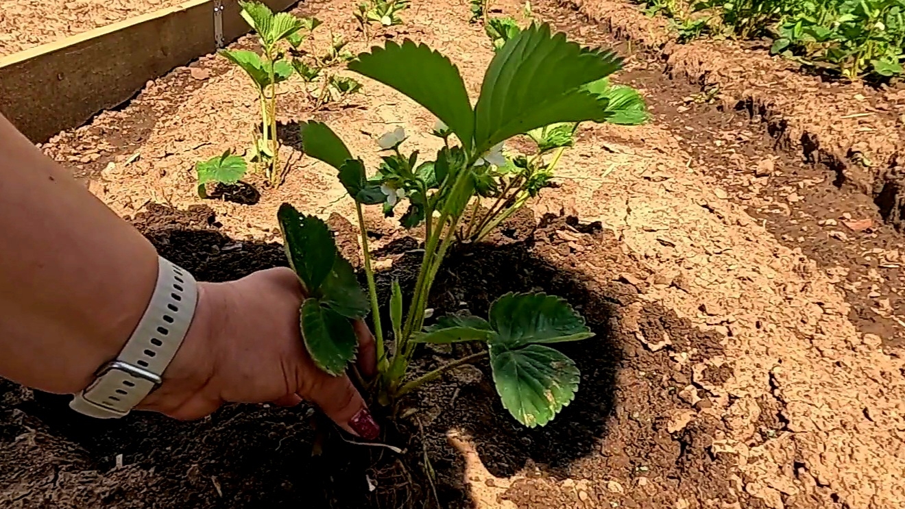 Размножение клубники!! Как правильно посадить отростки клубники! смотреть онлайн