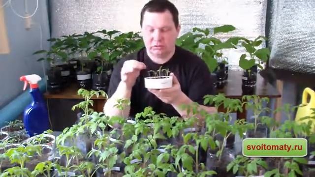 как ухаживать за рассадой томатов смотреть онлайн