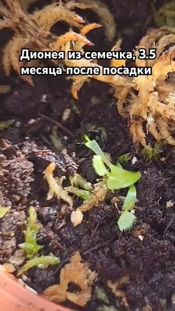 Венерина мухоловка из семян, 3.5 месяца после посадки #д смотреть онлайн