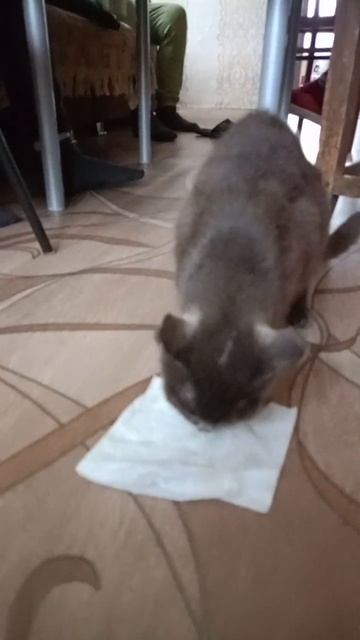 в деревне. есть кошки только одна дома остольные на ул? смотреть онлайн