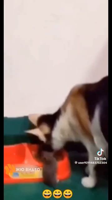 #Пов: кошка сказала мыше иди ешь со мной # смотреть онлайн