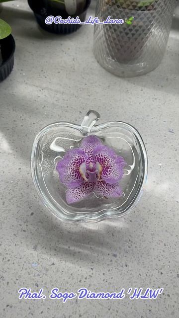 Phal. Sogo Diamond #orchid #shorts #shortvideo #phalaenopsis #orchids_life_lana #орхидея #fl смотреть онлайн