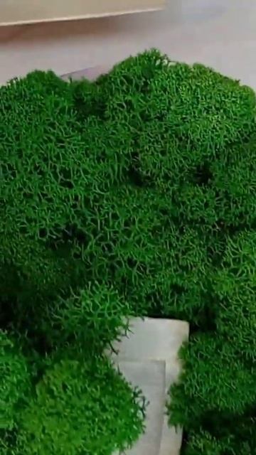 Кашпо со стабилизированных мхом Лестница в сад смотреть онлайн