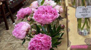 Оттенки розового: Пионовый фест -2024. Обзор сортов пион?