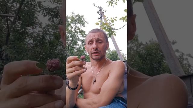 красный клевер и польза смотреть онлайн