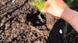 Спаржа из семян . Посев спаржи на рассаду (1-ый этап раз?