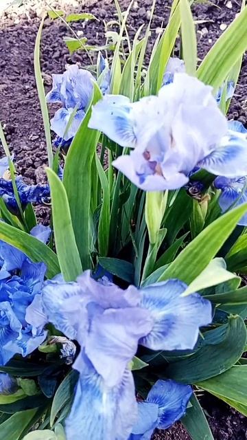 #необычный цвет#ирисы смотреть онлайн