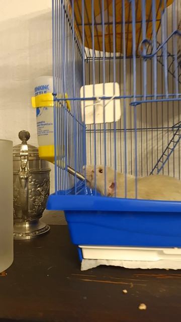 Крыс пьёт водичку смотреть онлайн