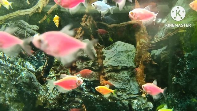 ПОДВОДНЫЙ МИР///АКВАРИУМНЫЕ РЫБКИ