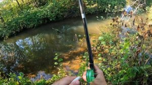 Хариус на поплавок, в обычной речушке, которых тысячи.