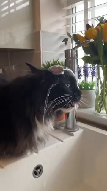 Выгодный круговорот бонусов в Зоозавр и Детском мире! смотреть онлайн