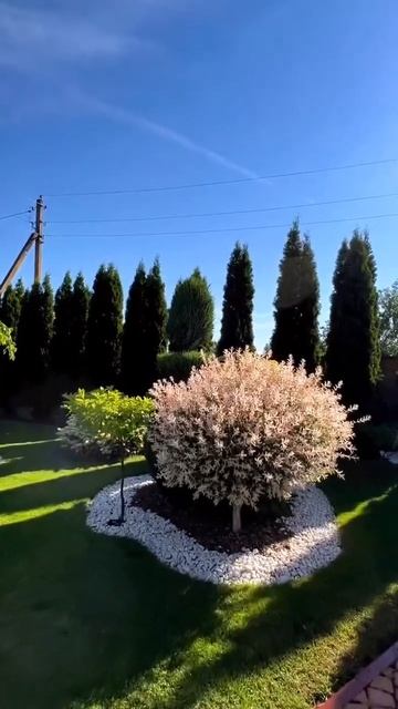 ✅Нежная Ива Hakuro Nishiki - яркая изюминка сада! #растения #с смотреть онлайн