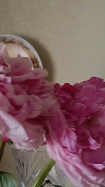 Мои любимые пионы распустились смотреть онлайн