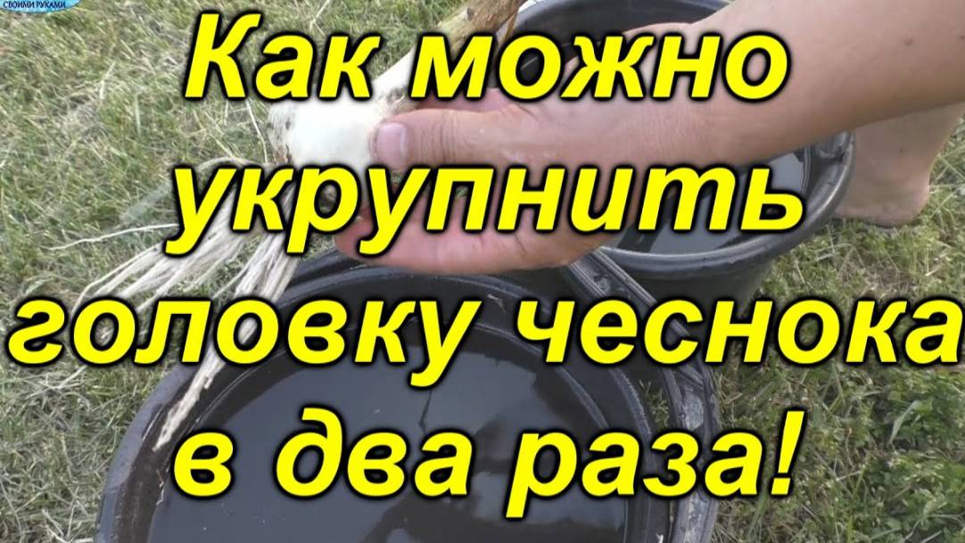 Финальная подкормка чеснока за месяц до уборки: как увеличить головку в 1,5–2 раза смотреть онлайн