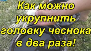 Финальная подкормка чеснока за месяц до уборки: как увеличить головку в 1,5–2 раза