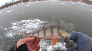 первый лед ловля окуня на безмотылку