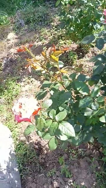 есть ли рай на земле?Есть! Рай там где мы! Рай вокруг на? смотреть онлайн