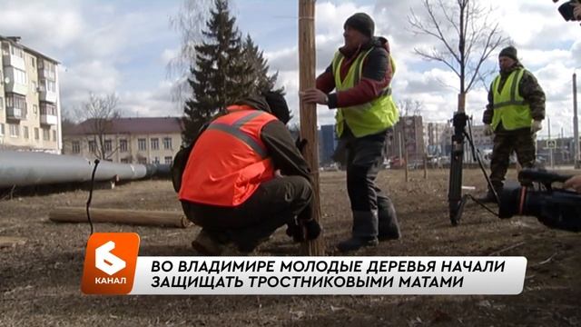 Во Владимире молодые деревья начали защищать тростни? смотреть онлайн
