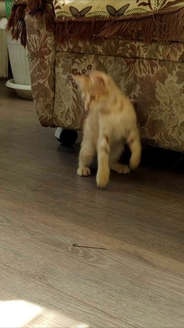 Котенок зарядился от аккумулятора. #шорты смотреть онлайн