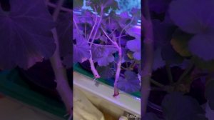 Укорененные черенки сортовой пеларгонии ЮВ 15.21 #пелар?