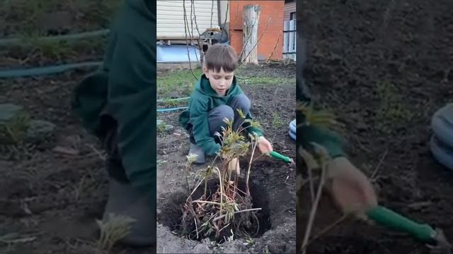 Посадка, пересадка пионов. Как вырастить пионы. смотреть онлайн