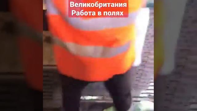 Великобритания. Англия сезонная работа в полях смотреть онлайн