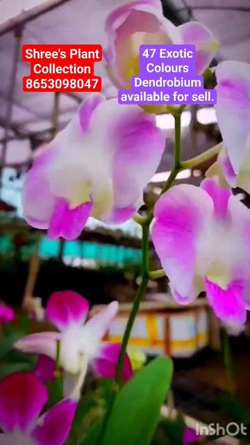 47 Exotic Colours Dendrobium available for sell @shreesplantcollection4009 #viral #youtubeshorts смотреть онлайн