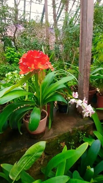 17.03.24 Субтропическая оранжерея в Аптекарском огороде # смотреть онлайн