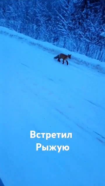 #сельскаяжизнь #лиса смотреть онлайн