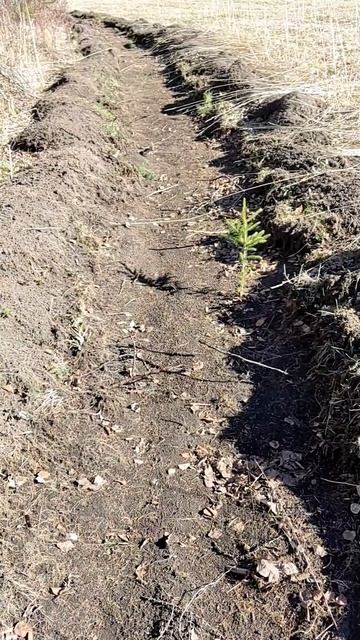 жизнь жить ,не мех шить ...#тайга #грибы #