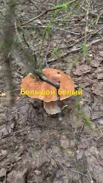 Большой белый гриб 🍄🟫! 27 июля 2024! Ленинградская об? смотреть онлайн
