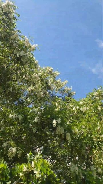 Как цветёт акация 26 мая 2024. Прогулка по Слепянскому во? смотреть онлайн