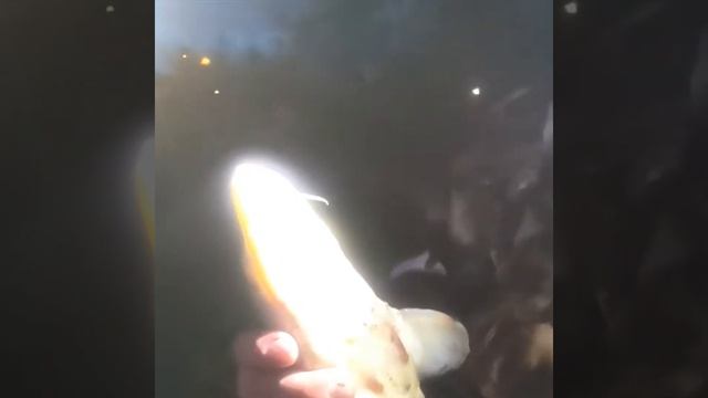 РЫБА КРАСАВА