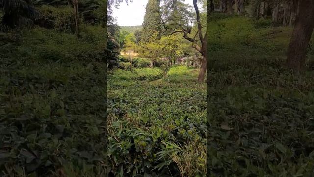 Триест. Замок Мирамаре - лучшее что есть в этом городе | смотреть онлайн