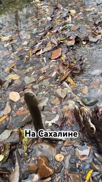 Сахалин и Сибирские мушки с Сибирской удочкой 😎 #рыба