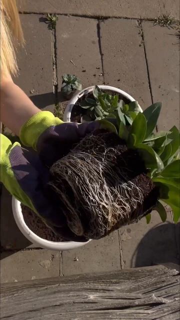 Высадка эустомы в кашпо #эустома #сад #рассада #цветы #п смотреть онлайн