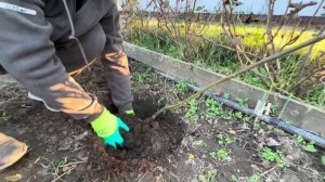 ПОСАДКА ШТАМБОВОЙ РОЗЫ|ЛУЧШИЙ СПОСОБ|СПРАВИТСЯ ДАЖЕ Н