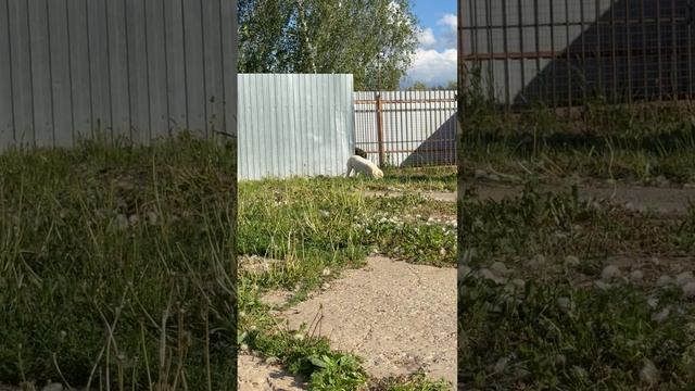 СУРДАН КАРАШ УМКА (❤️СВОБОДНА❤️)