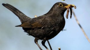 Черный дрозд и интересные факты о нем