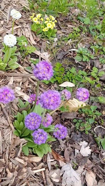 ВОТ ТАКАЯ ПРИМУЛА #люблюцветы #flowers #tulip #spring #сад #клумб? смотреть онлайн