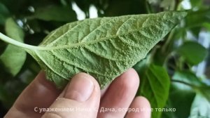 Рассада перца -проблема при выращивании  Устраняем оэ?