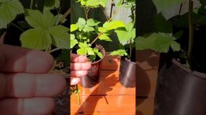 Обзор саженцев ежевики ранних сортов для Московской области 🍇