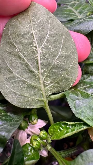 Замечали такое на листьях рассады перца и томатов? смотреть онлайн